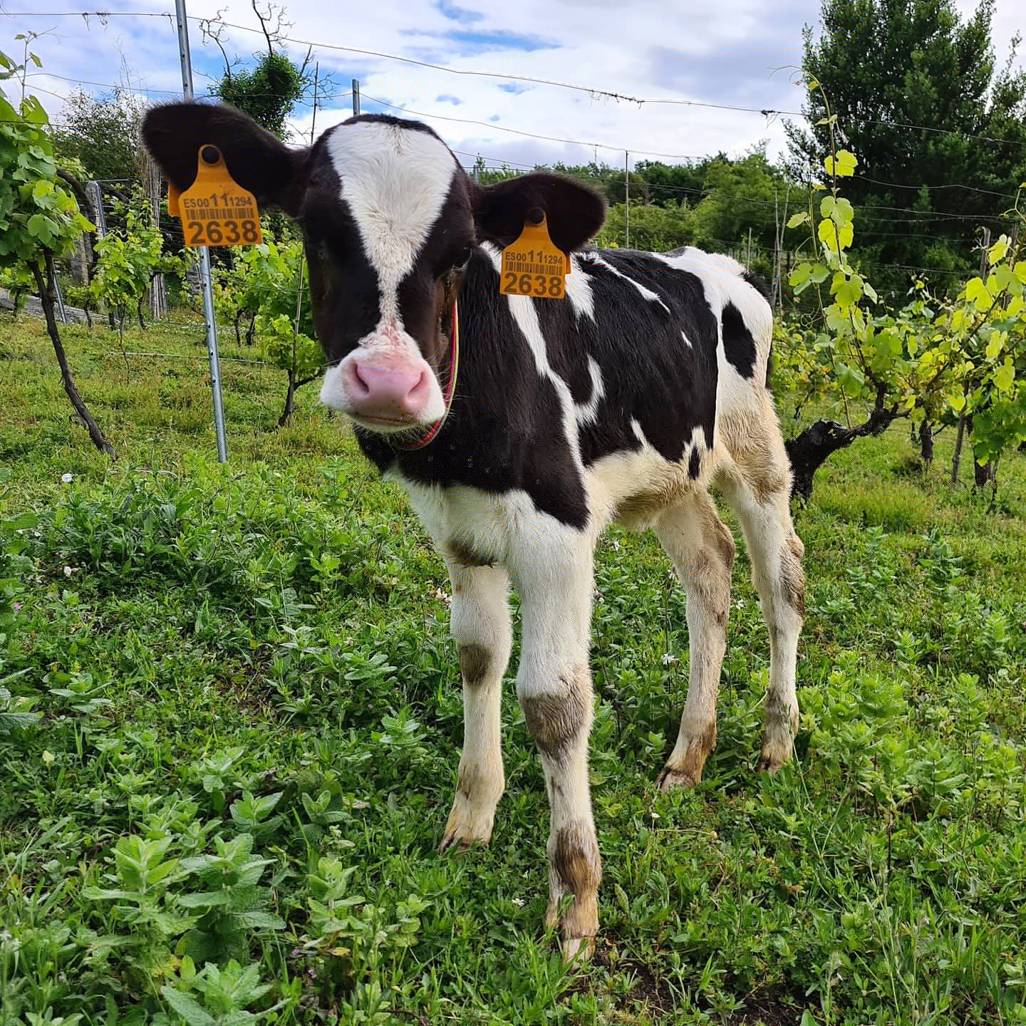 Ideas for sustainable projects in rural Galicia